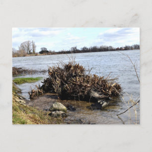 Ein sonniger Tag am Fluss Postkarte