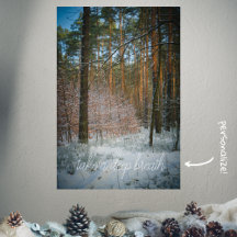 Ein sonniger Wintertag im Kiefernwald