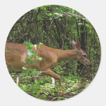 Ein Spaziergang durch den Wald