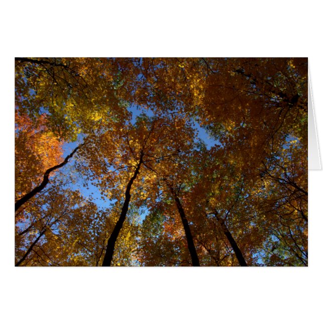 Ein Spaziergang in Charleston Fall #18 (Vorderseite (Horizontal))