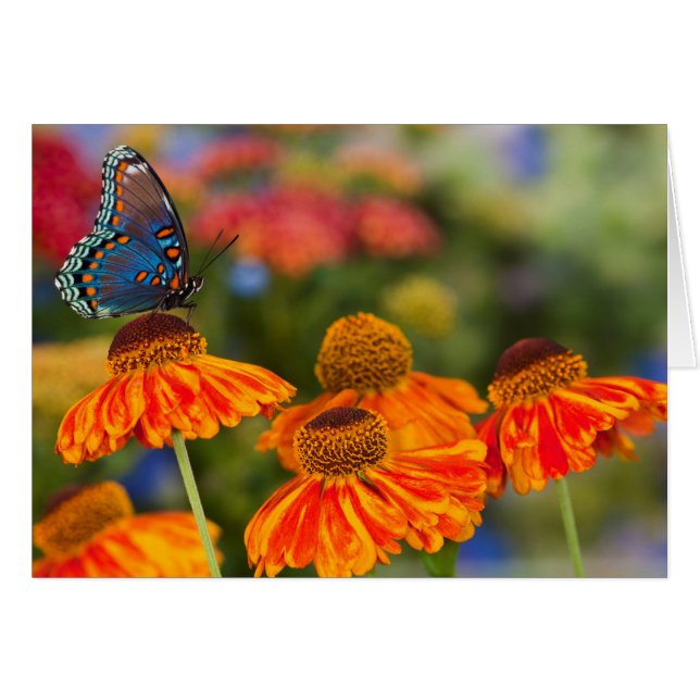 Ein Spicebush-Frack, Papilio troilo (Vorderseite (Horizontal))