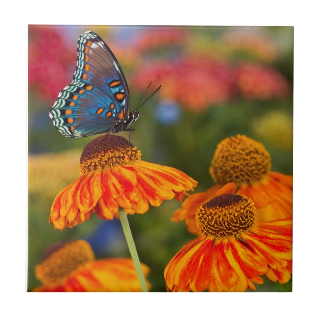 Ein Spicebush-Frack, Papilio troilo Fliese (Vorderseite)