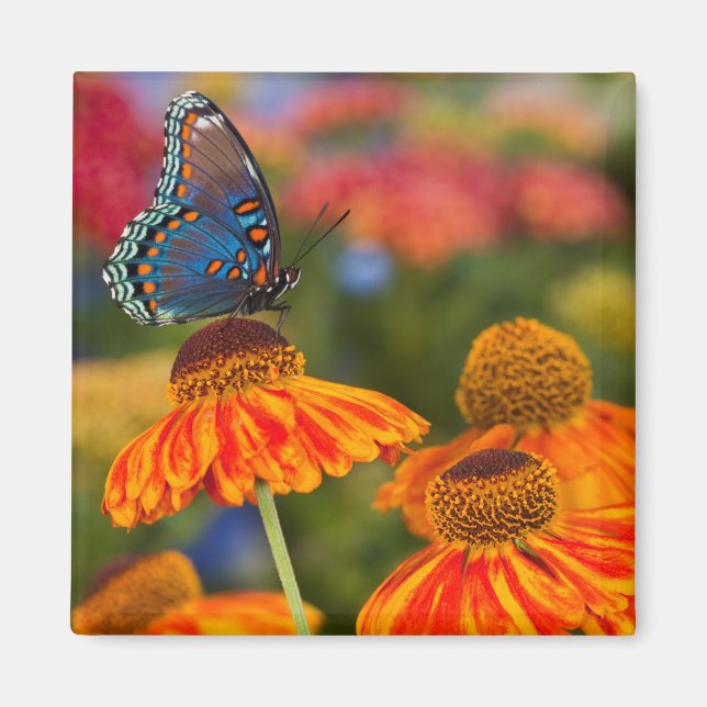 Ein Spicebush-Frack, Papilio troilo Magnet (Vorne)