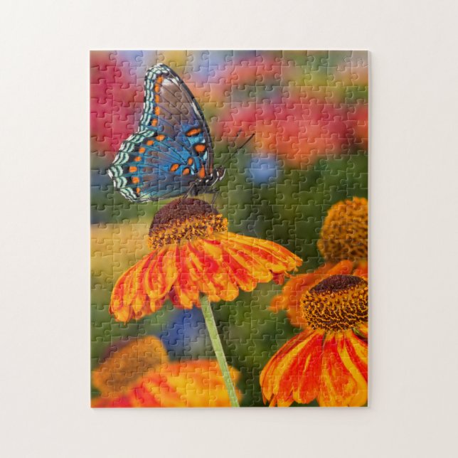 Ein Spicebush-Frack, Papilio troilo Puzzle (Vertikal)