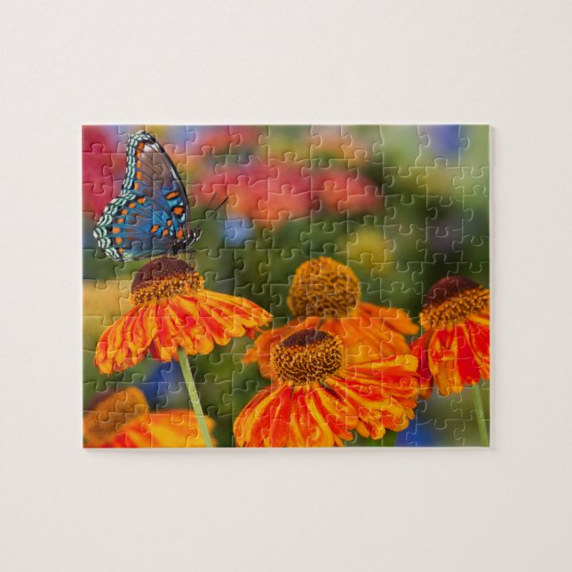 Ein Spicebush-Frack, Papilio troilo Puzzle (Horizontal)