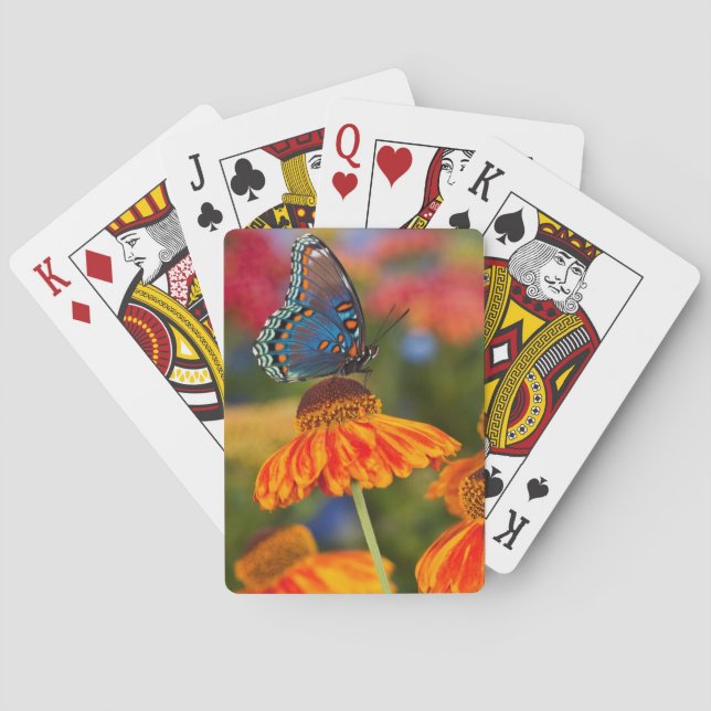 Ein Spicebush-Frack, Papilio troilo Spielkarten (Rückseite)
