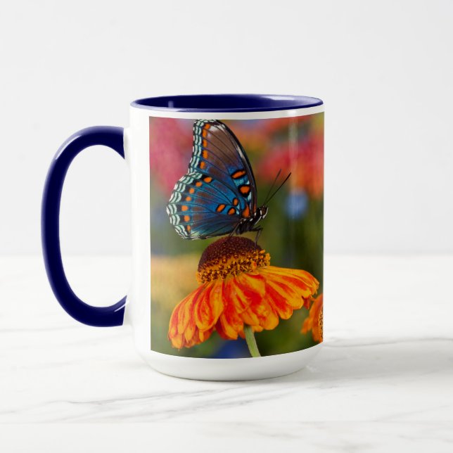 Ein Spicebush-Frack, Papilio troilo Tasse (Links)