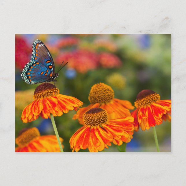 Ein Spicebush Frack, Papilio troilus Postkarte (Vorderseite)