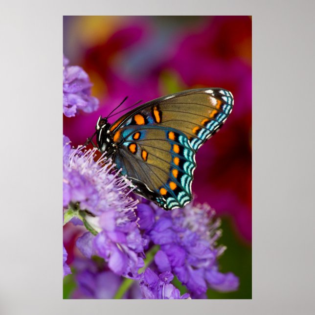 Ein Spicebush-Frack-Schmetterling Poster (Vorne)