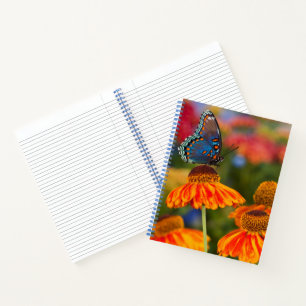 Ein Spicebush Swallowtail, Papilio troilus Notizbuch