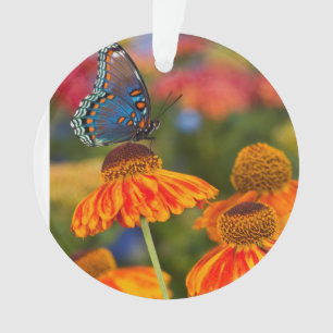 Ein Spicebush Swallowtail, Papilio troilus Ornament