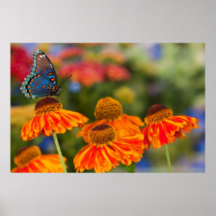 Ein Spicebush Swallowtail, Papilio troilus Poster