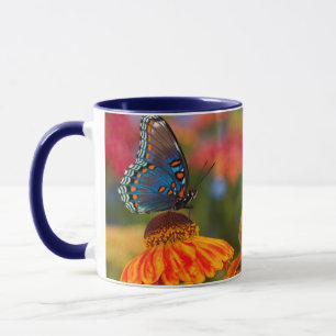 Ein Spicebush Swallowtail, Papilio troilus Tasse