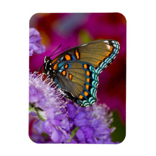 Ein Spicebush Swallowtail Schmetterling Magnet