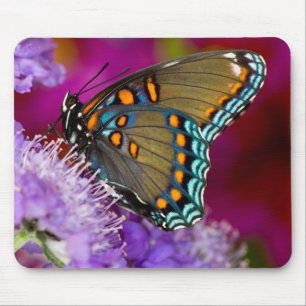 Ein Spicebush Swallowtail Schmetterling Mousepad