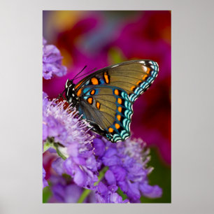 Ein Spicebush Swallowtail Schmetterling Poster