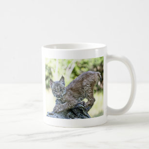Ein spielerisches kanadisches Luchs-Kätzchen Tasse