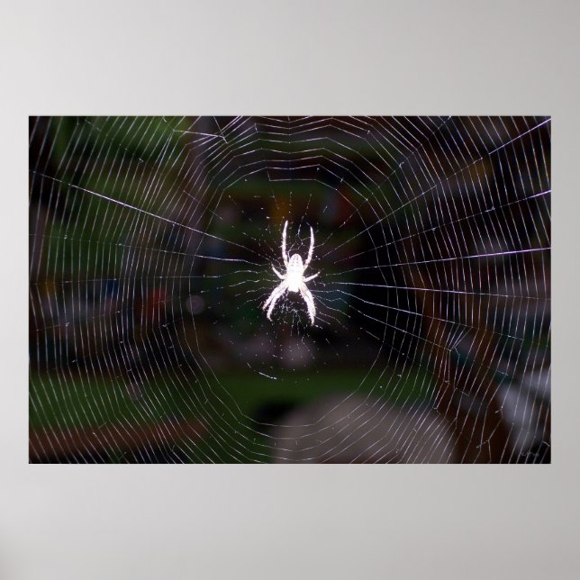 Ein Spinnennetz Poster (Vorne)