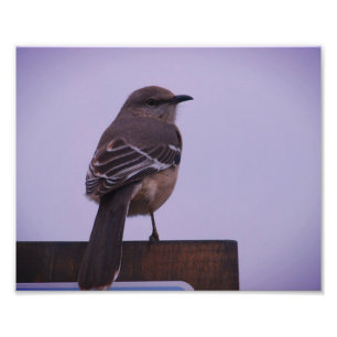 Ein Spottdrossel-Lied-Vogel Fotodruck