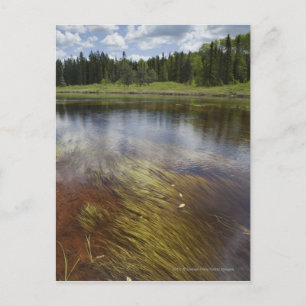 Ein Standteich, der die Wolken reflektiert Postkarte