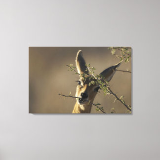 Ein Steenbok, der sich die Kamera anschaut, währen Leinwanddruck