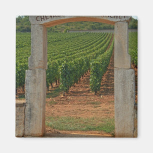 Ein steinernes Portal zum Weinberg Magnet