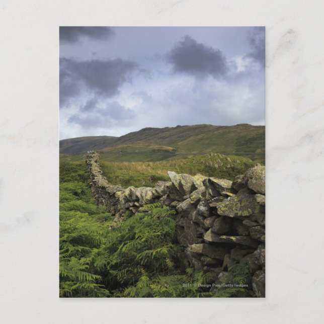 Ein Steinzaun durch Felder Postkarte (Vorderseite)