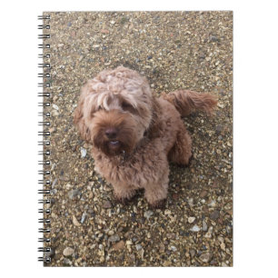Ein Super Sweet Cavapoo-Notebook Notizblock
