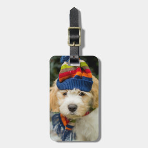 Ein süßer Cavachon Welpe in einem Winter-Hut und Gepäckanhänger