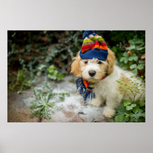 Ein süßer Cavachon-Welpe in einem Winterhut und Ka Poster