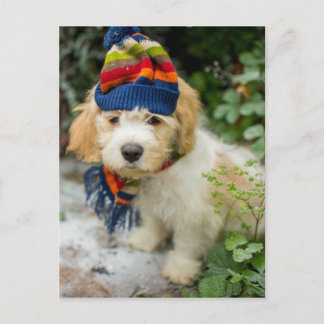 Ein süßer Cavachon-Welpe in einem Winterhut und Ka Postkarte