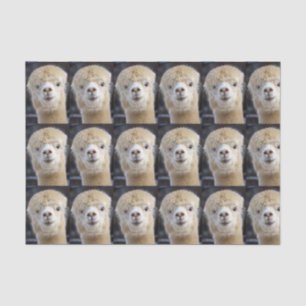 Ein süßes, flauschiges Gesicht eines Alpakas Seidenpapier