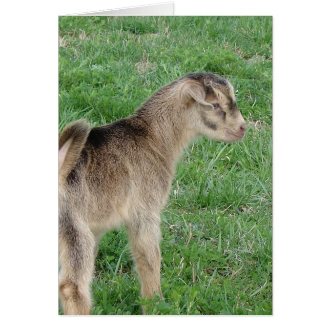 Ein Tag alt Donner das Ziegenkid (Vorne)