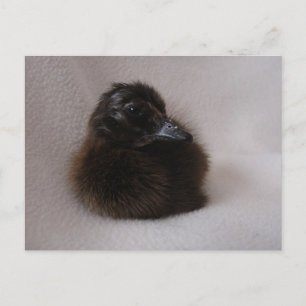 Ein Tag alte Entenleine Postkarte