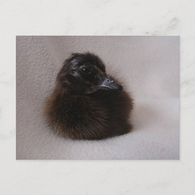 Ein Tag alte Entenleine Postkarte (Vorderseite)