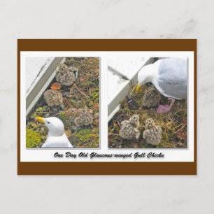 Ein Tag alte Gull Chicks Postkarte
