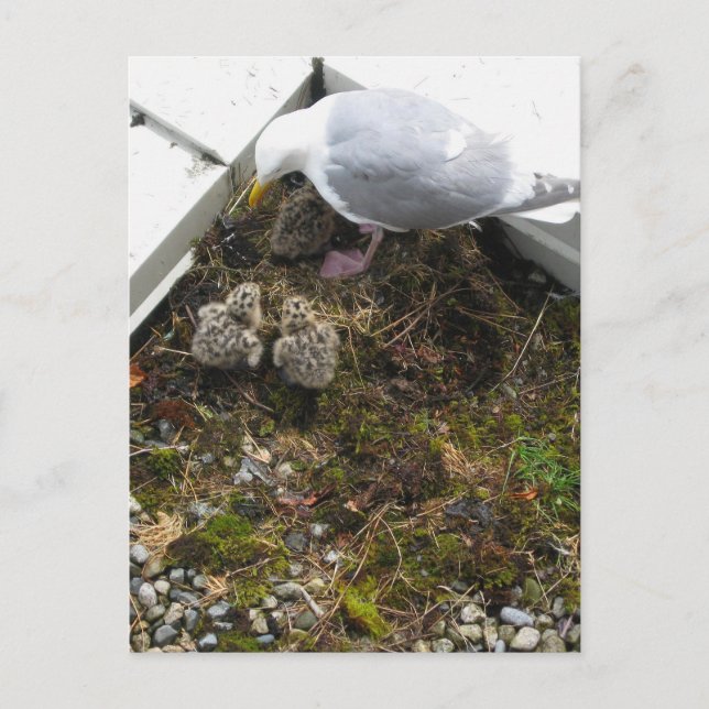 Ein Tag alte Hühnchen Postkarte (Vorderseite)