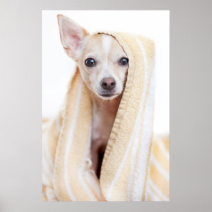 Ein Tan und ein weißer Chihuahua sitzen unter eine Poster