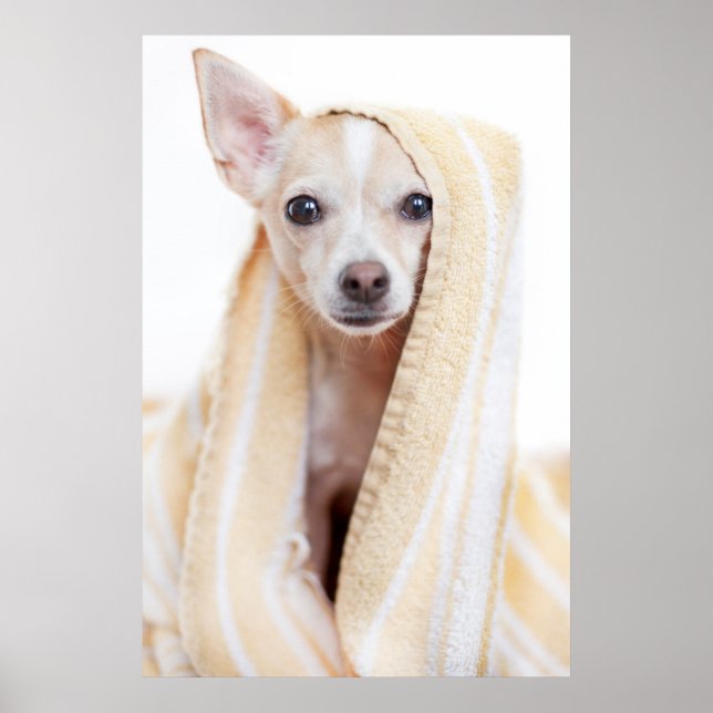 Ein Tan und ein weißer Chihuahua sitzen unter eine Poster (Vorne)