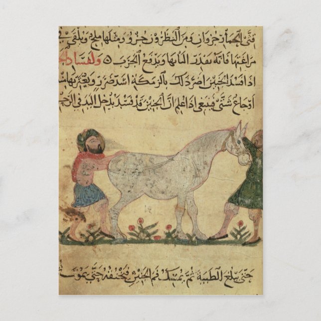 Ein Tierarzt, der einer Stute bei der Geburt hilft Postkarte (Vorderseite)