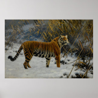 Ein Tiger, der im Schnee schleicht von Hugo Ungewi Poster