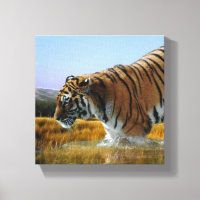 Ein Tiger, der ins Wasser geht