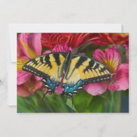 Ein Tiger-Frack-Schmetterling