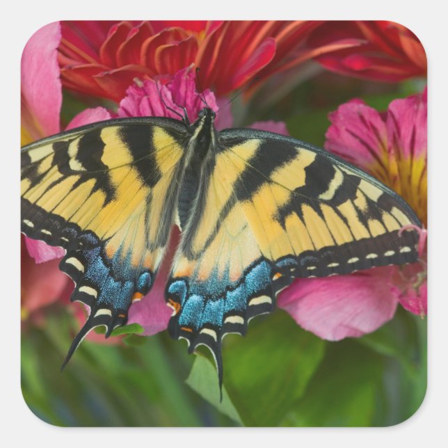 Ein Tiger-Frack-Schmetterling Quadratischer Aufkleber (Vorderseite)