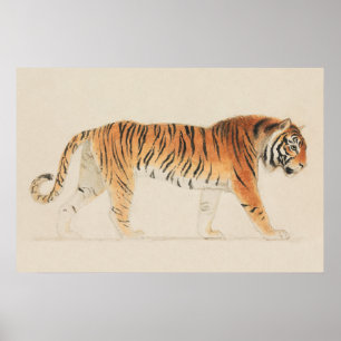 Ein Tiger, in voller Länge, im Profil, nach links Poster