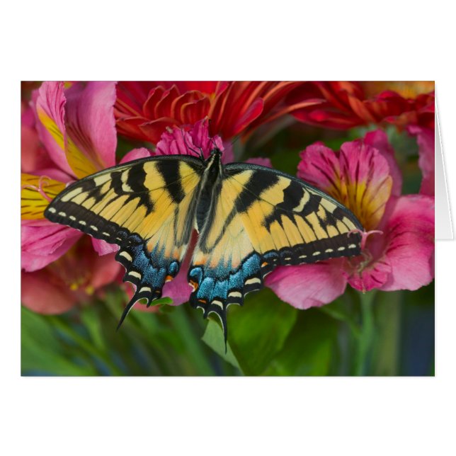 Ein Tiger Swallowtail Schmetterling (Vorderseite (Horizontal))