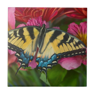 Ein Tiger Swallowtail Schmetterling Fliese