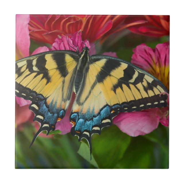 Ein Tiger Swallowtail Schmetterling Fliese (Vorderseite)