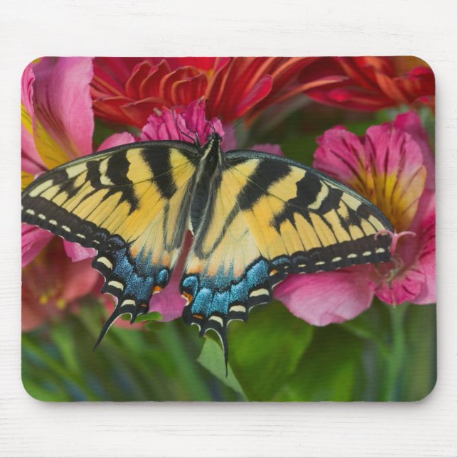 Ein Tiger Swallowtail Schmetterling Mousepad (Vorne)