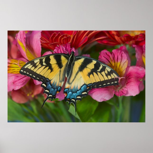 Ein Tiger Swallowtail Schmetterling Poster (Vorne)